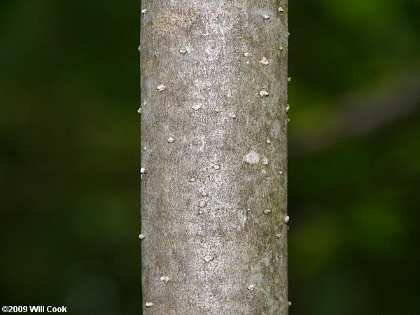 Carolina Ash (Fraxinus caroliniana) bark