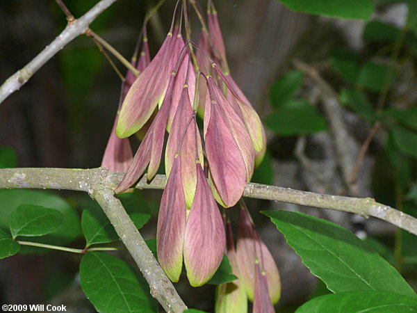 Carolina Ash (Fraxinus caroliniana)