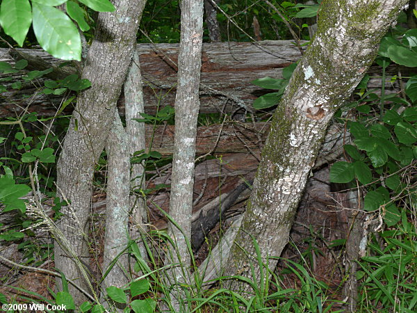 Carolina Ash (Fraxinus caroliniana) bark