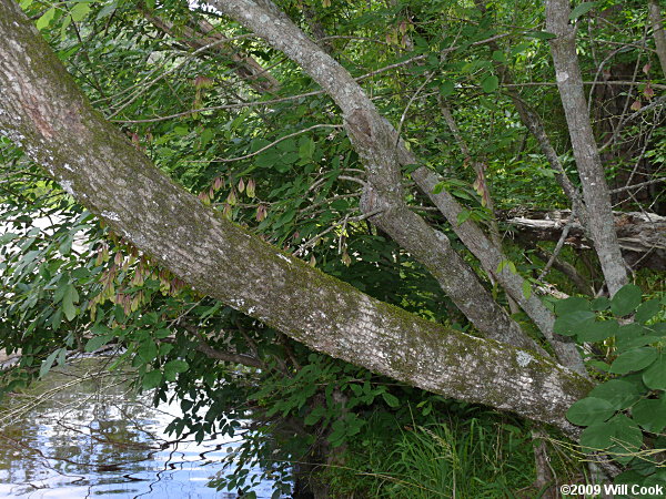 Carolina Ash (Fraxinus caroliniana) bark