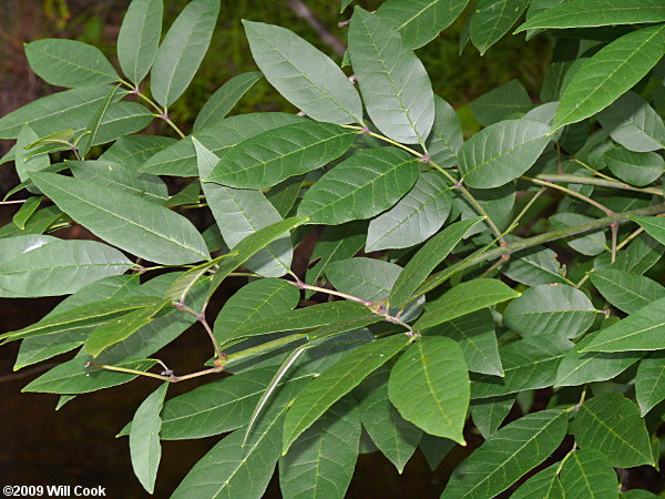 Carolina Ash (Fraxinus caroliniana)