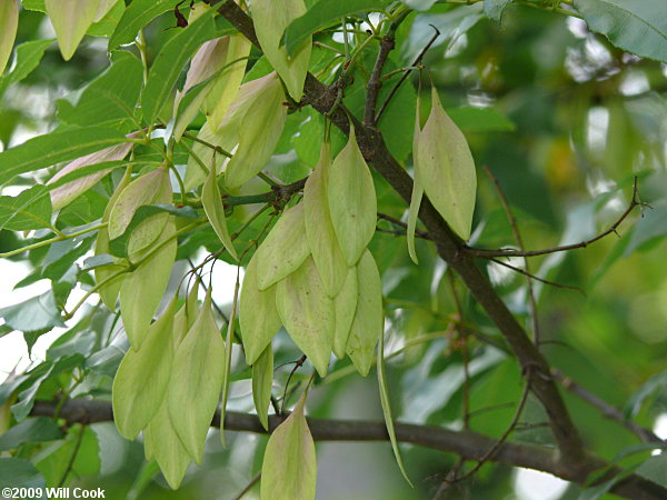 Carolina Ash (Fraxinus caroliniana)