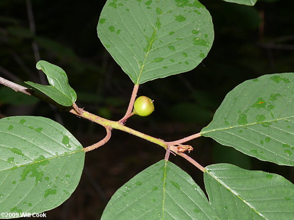 Carolina Buckthorn (Frangula/Rhamnus caroliniana) fruit