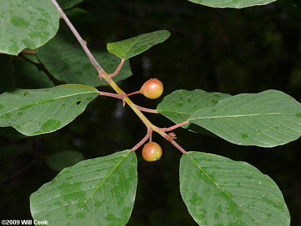 Carolina Buckthorn (Frangula/Rhamnus caroliniana) fruit
