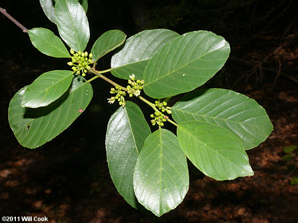 Carolina Buckthorn (Frangula/Rhamnus caroliniana) leaves flowers