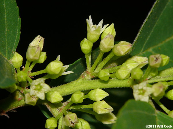 Carolina Buckthorn (Frangula/Rhamnus caroliniana) flowers