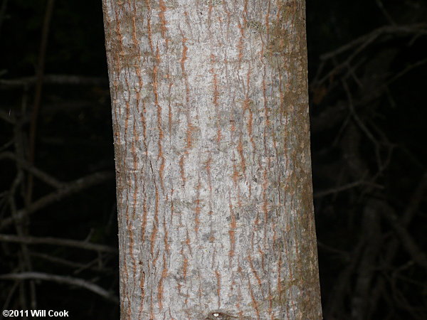 Carolina Buckthorn (Frangula/Rhamnus caroliniana) bark