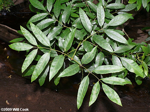 Carolina Ash (Fraxinus caroliniana) leaves