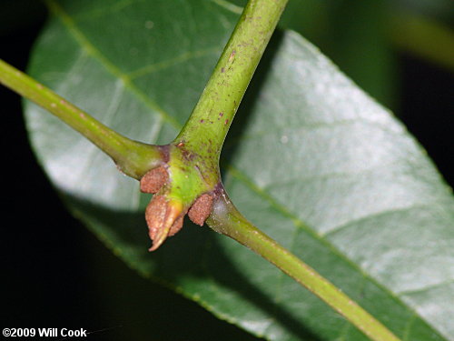 Carolina Ash (Fraxinus caroliniana) buds