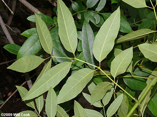 Carolina Ash (Fraxinus caroliniana) leaves