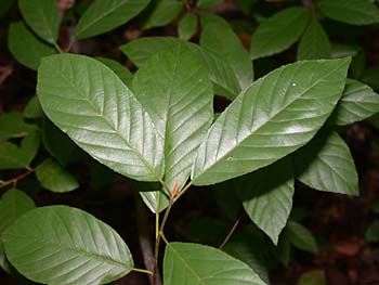 Carolina Buckthorn (Frangula/Rhamnus caroliniana) leaves