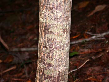 Carolina Buckthorn (Frangula/Rhamnus caroliniana) bark