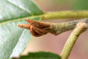 Carolina Buckthorn (Frangula/Rhamnus caroliniana) buds