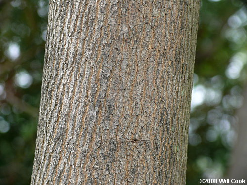 Green Ash (Fraxinus pennsylvanica) bark