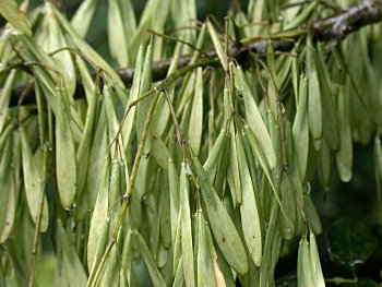 Green Ash (Fraxinus pennsylvanica) samaras