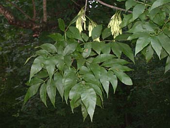 Green Ash (Fraxinus pennsylvanica)