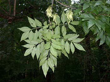 Green Ash (Fraxinus pennsylvanica)