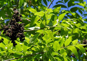 Green Ash (Fraxinus pennsylvanica) male flowers