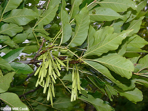 Green Ash (Fraxinus pennsylvanica)