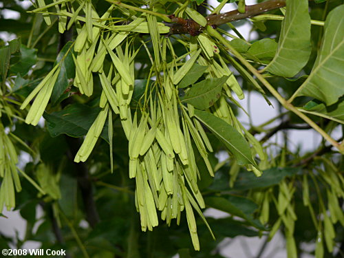 Green Ash (Fraxinus pennsylvanica)