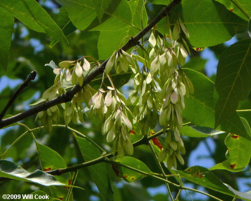 Pumpkin Ash (Fraxinus profunda) fruit