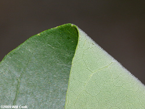 Pumpkin Ash (Fraxinus profunda) leaves