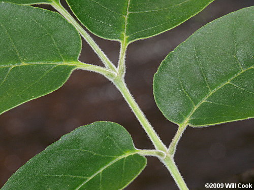 Pumpkin Ash (Fraxinus profunda) leaves