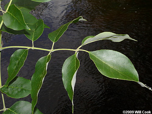 Pumpkin Ash (Fraxinus profunda) leaves