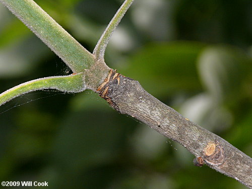 Pumpkin Ash (Fraxinus profunda) branch