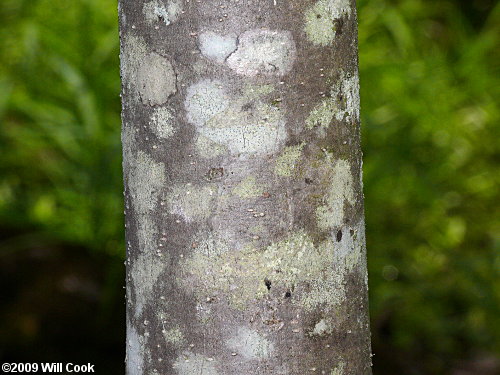 Pumpkin Ash (Fraxinus profunda) bark