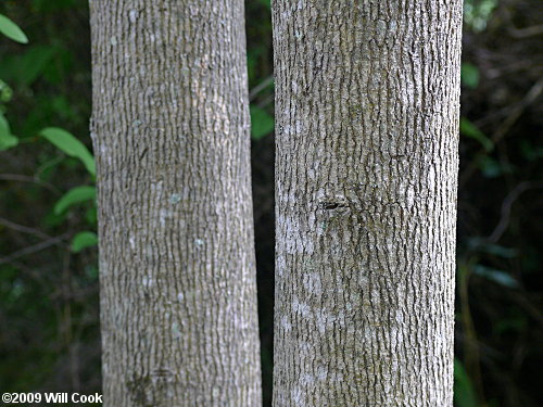 Pumpkin Ash (Fraxinus profunda) bark