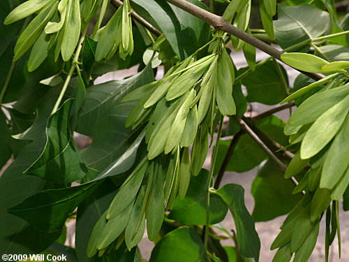 Pumpkin Ash (Fraxinus profunda) samaras