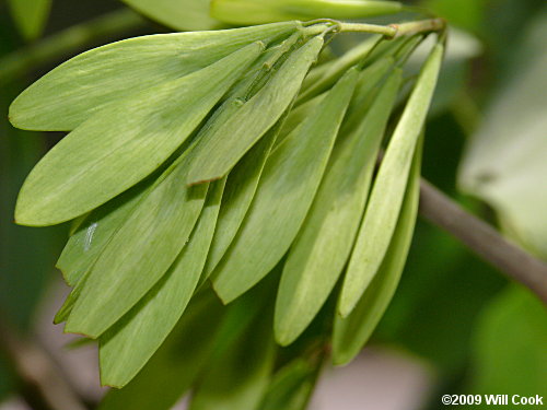 Pumpkin Ash (Fraxinus profunda) samaras