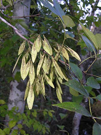 Carolina Ash (Fraxinus caroliniana) fruit