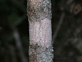 Carolina Ash (Fraxinus caroliniana) bark