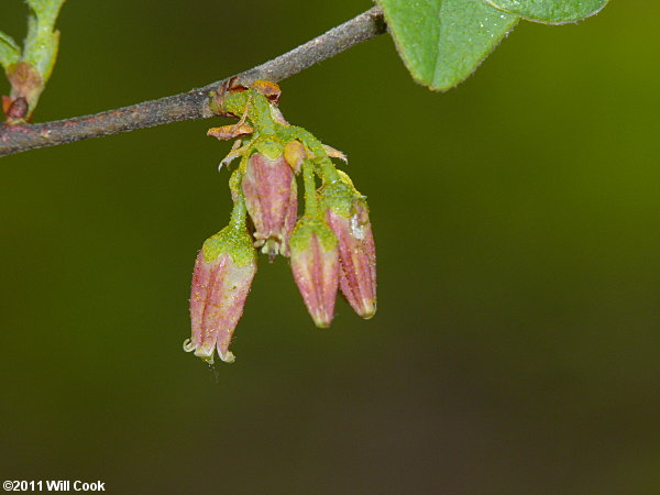 Black Huckleberry (Gaylussacia baccata)