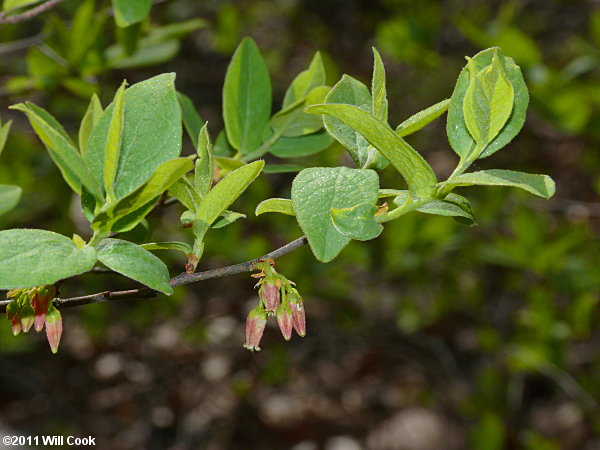 Black Huckleberry (Gaylussacia baccata)