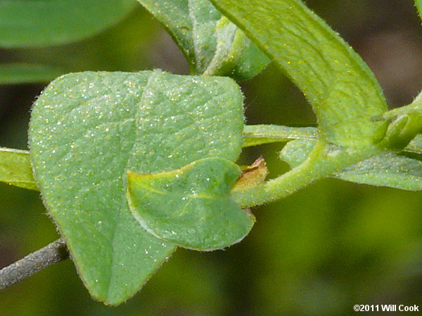 Black Huckleberry (Gaylussacia baccata)