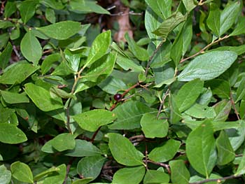 Black Huckleberry (Gaylussacia baccata)