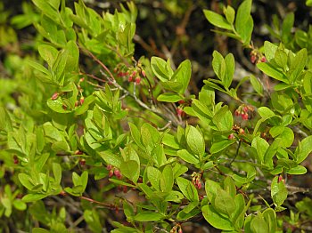 Black Huckleberry (Gaylussacia baccata)