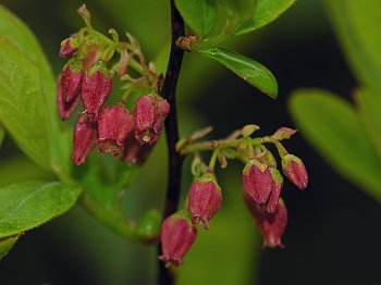 Black Huckleberry (Gaylussacia baccata)