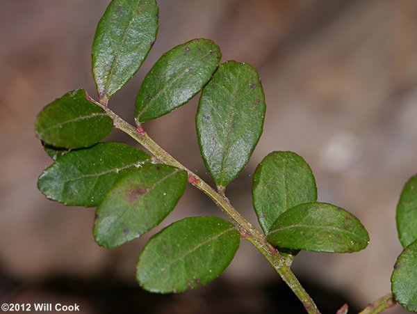 Box Huckleberry (Gaylussacia brachycera) leaves