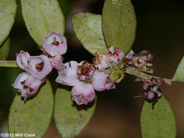 Box Huckleberry (Gaylussacia brachycera) flowers