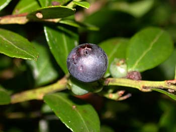 Box Huckleberry (Gaylussacia brachycera) fruit/berry