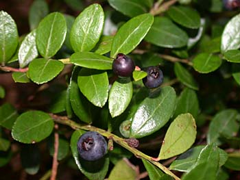 Box Huckleberry (Gaylussacia brachycera) fruit/berry