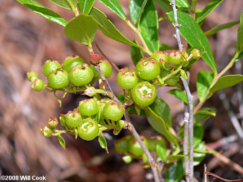 Dwarf Huckleberry (Gaylussacia dumosa)