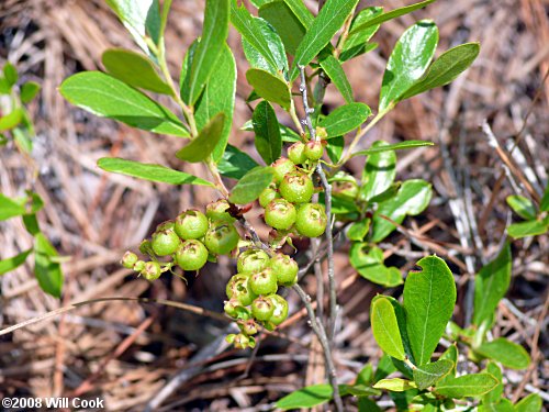 Dwarf Huckleberry (Gaylussacia dumosa)