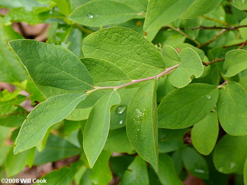 Dangleberry (Gaylussacia frondosa)