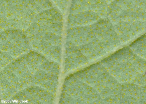 Dangleberry (Gaylussacia frondosa)