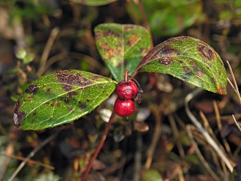 Wintergreen (Gaultheria procumbens)